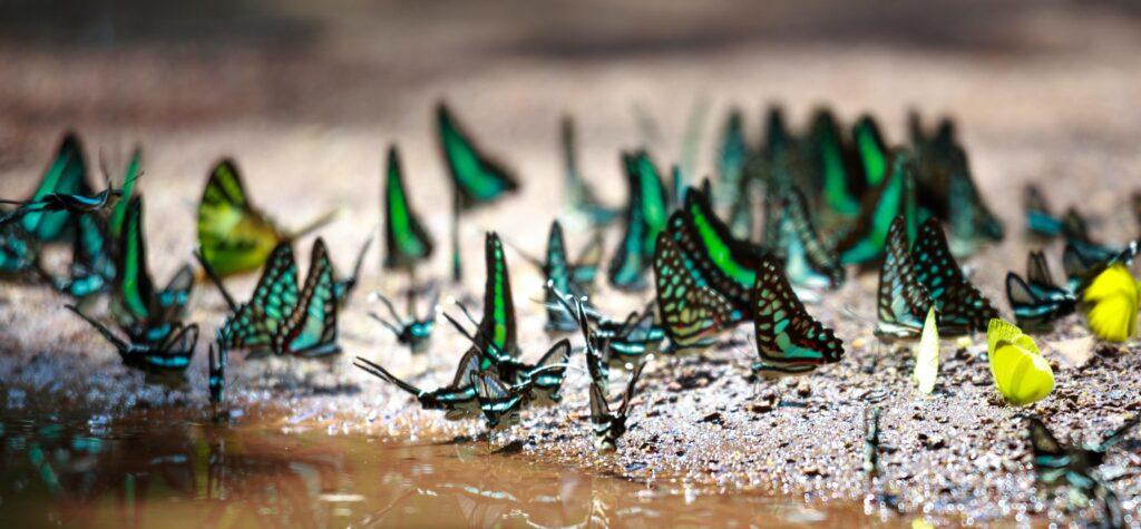 A kaleidoscope of butterflies